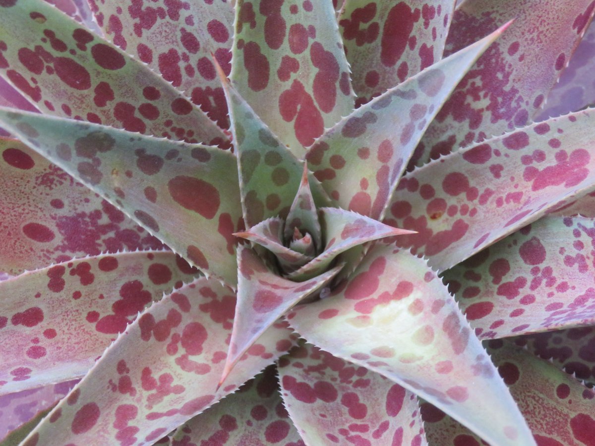 Mangave 'Pineapple Express' has been outside for a few weeks now.  Has it got more colourful? #mangave #agave #succulents #succulentSunday