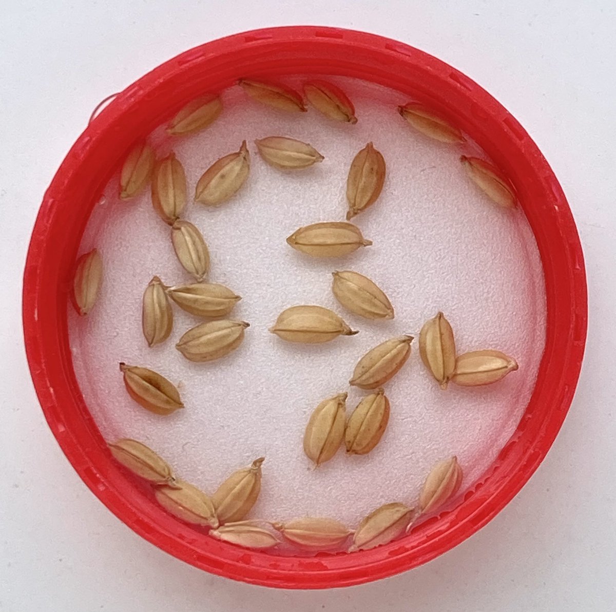 「種もみを水につける #バケツ稲チャレンジ」|はちまるのイラスト