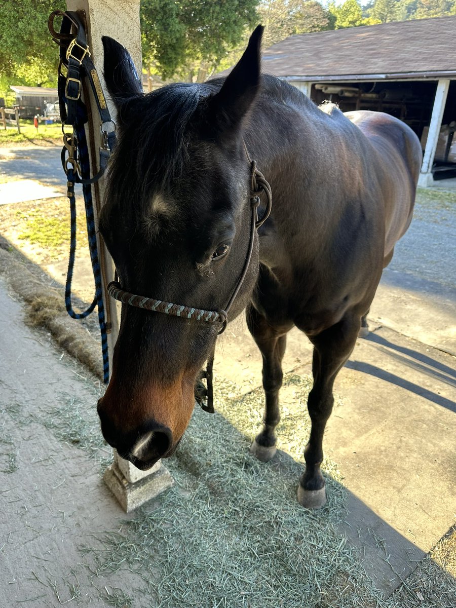 Is that a carrot I saw you hide behind your back?