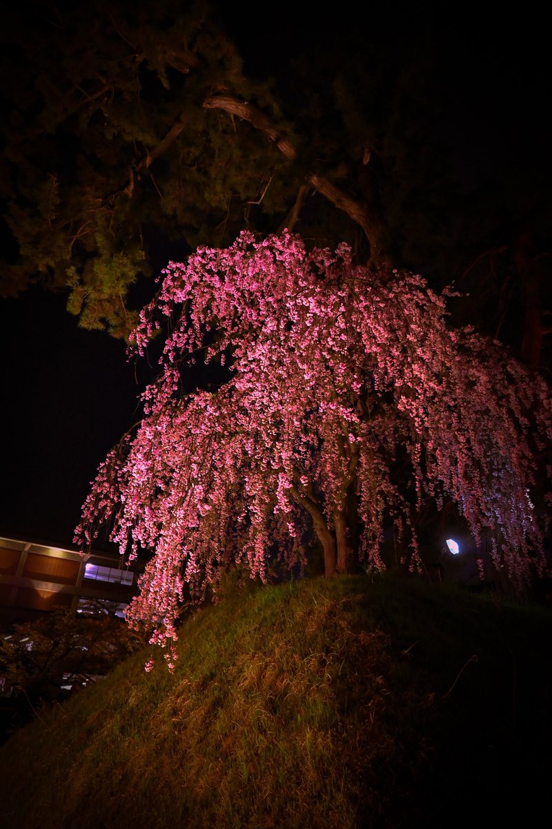 #camera #nikon #view 
#photograghy #lightroom 
#写真 #一眼レフ #カメラ 
#写真好きな人と繋がりたい 
#写真撮ってる人と繋がりたい 
#ファインダー越しの私の世界 
#キリトリセカイ #nature #桜 
#Japan #弘前 #photographyday