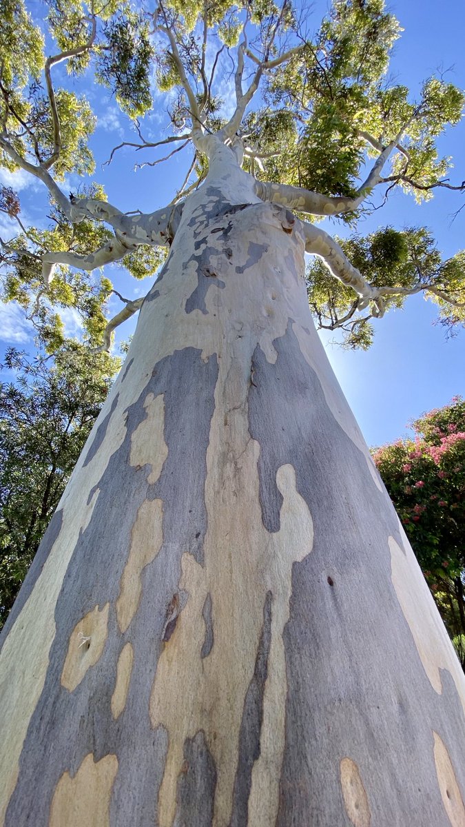 A #VictorHarbor local 😃🌳 #SilverTrunkSunday