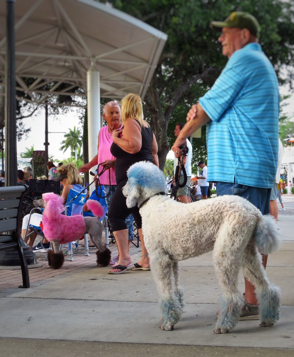 A wee celebration gathering in Bonita Springs, Florida. The photographer and his wife were thrilled I captured him, sent them pics. Good times #FL #Florida #BonitaSprings #celebrate #locash || Locash music duo (pink pic), photographer and poodles #music  #CelebrateBonita2024