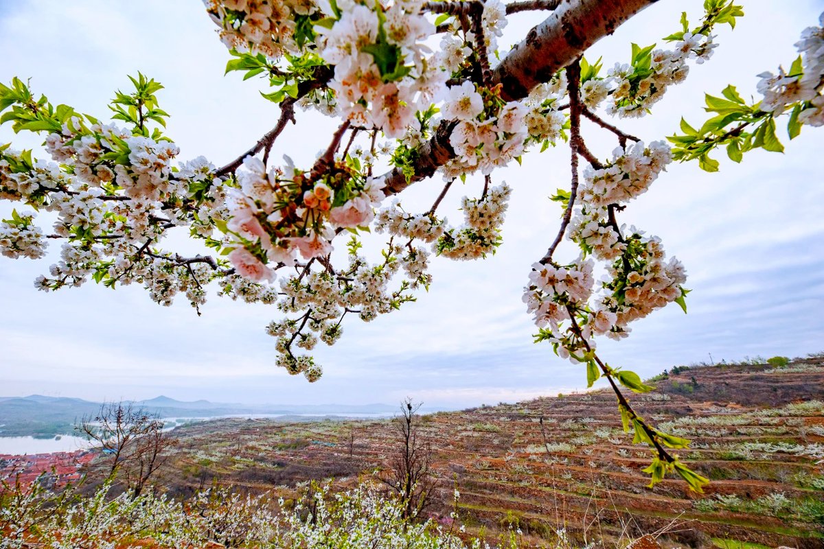 DiscoverYantai's tweet image. Every April, #Yantai's #Fushan District, one of the major cherry🍒 production areas in China, is draped in the ethereal beauty of cherry blossoms💮. We anticipate yet another fruitful cherry harvest season this year!🍒😄 #SpringInYantai 
(Photo by Liu Weifang and Tai Benmin)