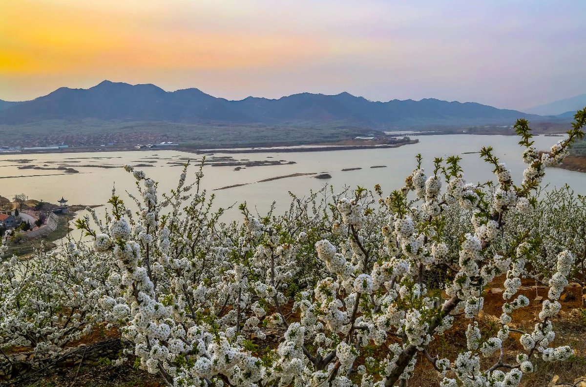 DiscoverYantai's tweet image. Every April, #Yantai's #Fushan District, one of the major cherry🍒 production areas in China, is draped in the ethereal beauty of cherry blossoms💮. We anticipate yet another fruitful cherry harvest season this year!🍒😄 #SpringInYantai 
(Photo by Liu Weifang and Tai Benmin)