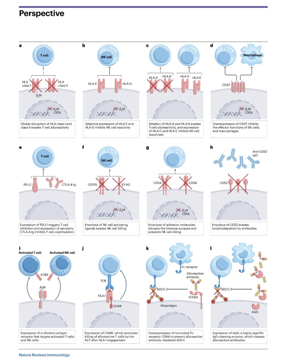 Very insightful article @NatRevImmunol by @KarenMartinPhD @MalmbergLab on engineering immune evasive cellular immunotherapies. Enjoyed reading the perspective on leveraging viral/cancer immune escape strategies to enhance the persistence of cell therapies. nature.com/articles/s4157…