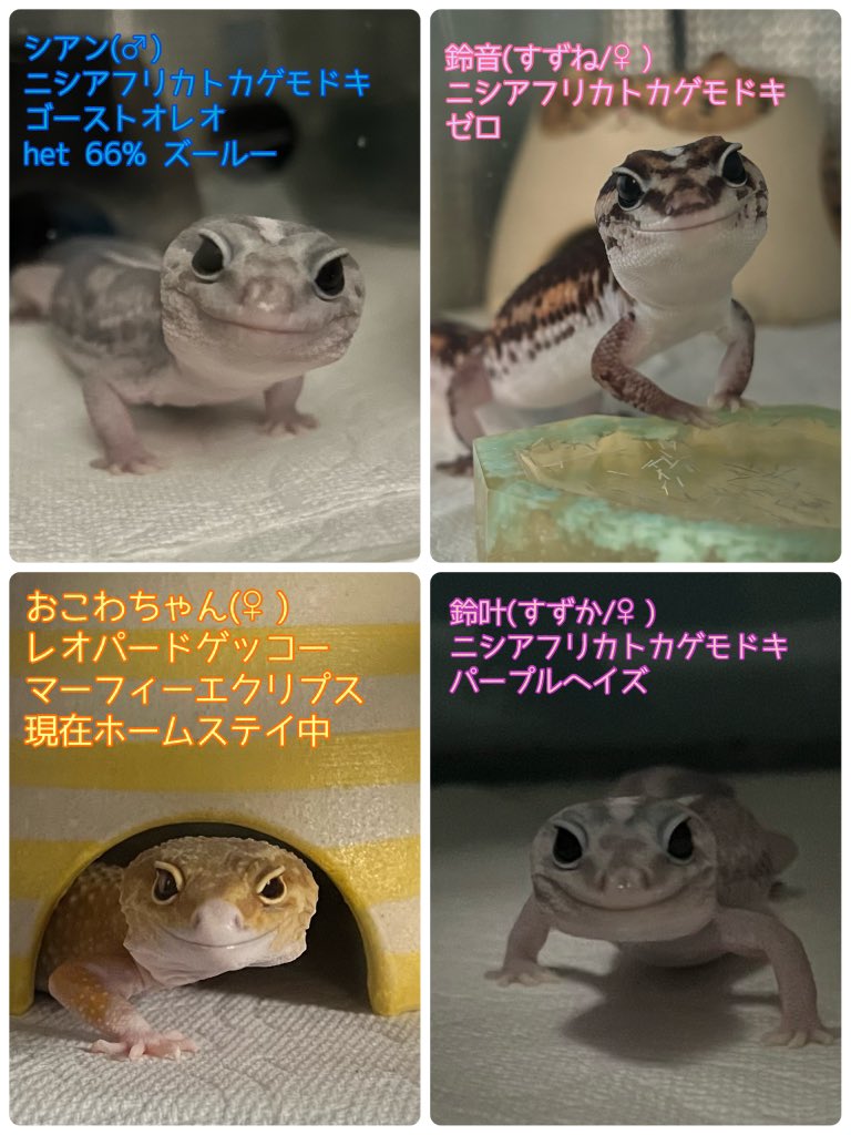 KECHAPPI_HUNTER's tweet image. 我らまぐろ家🐟💨 💨💨💨
・爬虫類が出てくる日常アカウント
・TL追えないのでフォロバできてません。フォロワ様はチェックさせていただいています
・ご新規の鍵垢、ブロ解対象です
・フォロー、いいね、RTご自由に！
・まぐろでもけちゃっぴでもどちらでもどぞ🙆‍♀️
⚠️魚、ラット等の捕食画像もあります