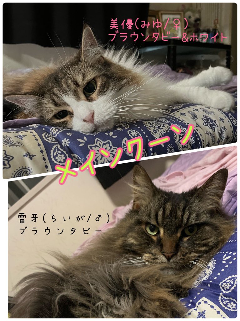 KECHAPPI_HUNTER's tweet image. 我らまぐろ家🐟💨 💨💨💨
・爬虫類が出てくる日常アカウント
・TL追えないのでフォロバできてません。フォロワ様はチェックさせていただいています
・ご新規の鍵垢、ブロ解対象です
・フォロー、いいね、RTご自由に！
・まぐろでもけちゃっぴでもどちらでもどぞ🙆‍♀️
⚠️魚、ラット等の捕食画像もあります