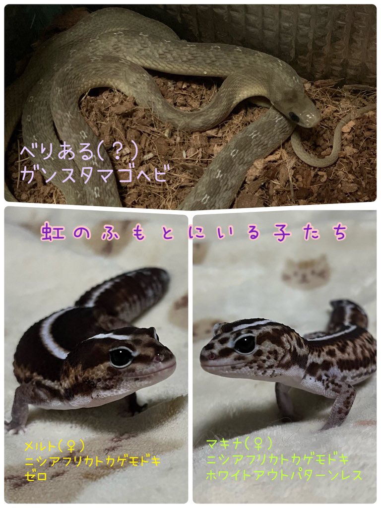 KECHAPPI_HUNTER's tweet image. 我らまぐろ家🐟💨 💨💨💨
・爬虫類が出てくる日常アカウント
・TL追えないのでフォロバできてません。フォロワ様はチェックさせていただいています
・ご新規の鍵垢、ブロ解対象です
・フォロー、いいね、RTご自由に！
・まぐろでもけちゃっぴでもどちらでもどぞ🙆‍♀️
⚠️魚、ラット等の捕食画像もあります