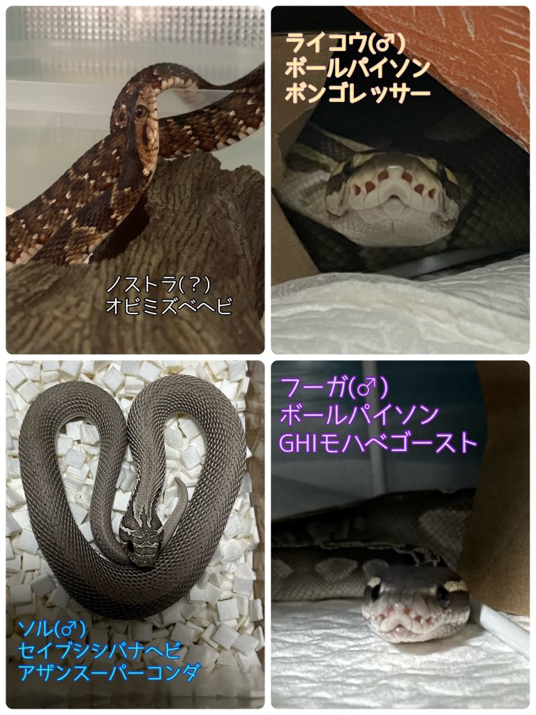 KECHAPPI_HUNTER's tweet image. 我らまぐろ家🐟💨 💨💨💨
・爬虫類が出てくる日常アカウント
・TL追えないのでフォロバできてません。フォロワ様はチェックさせていただいています
・ご新規の鍵垢、ブロ解対象です
・フォロー、いいね、RTご自由に！
・まぐろでもけちゃっぴでもどちらでもどぞ🙆‍♀️
⚠️魚、ラット等の捕食画像もあります