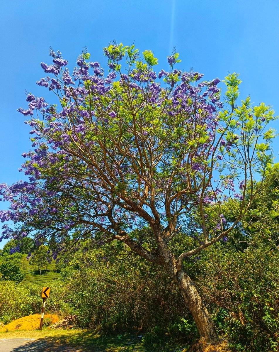 Blue Jacaranda bloom in ooty