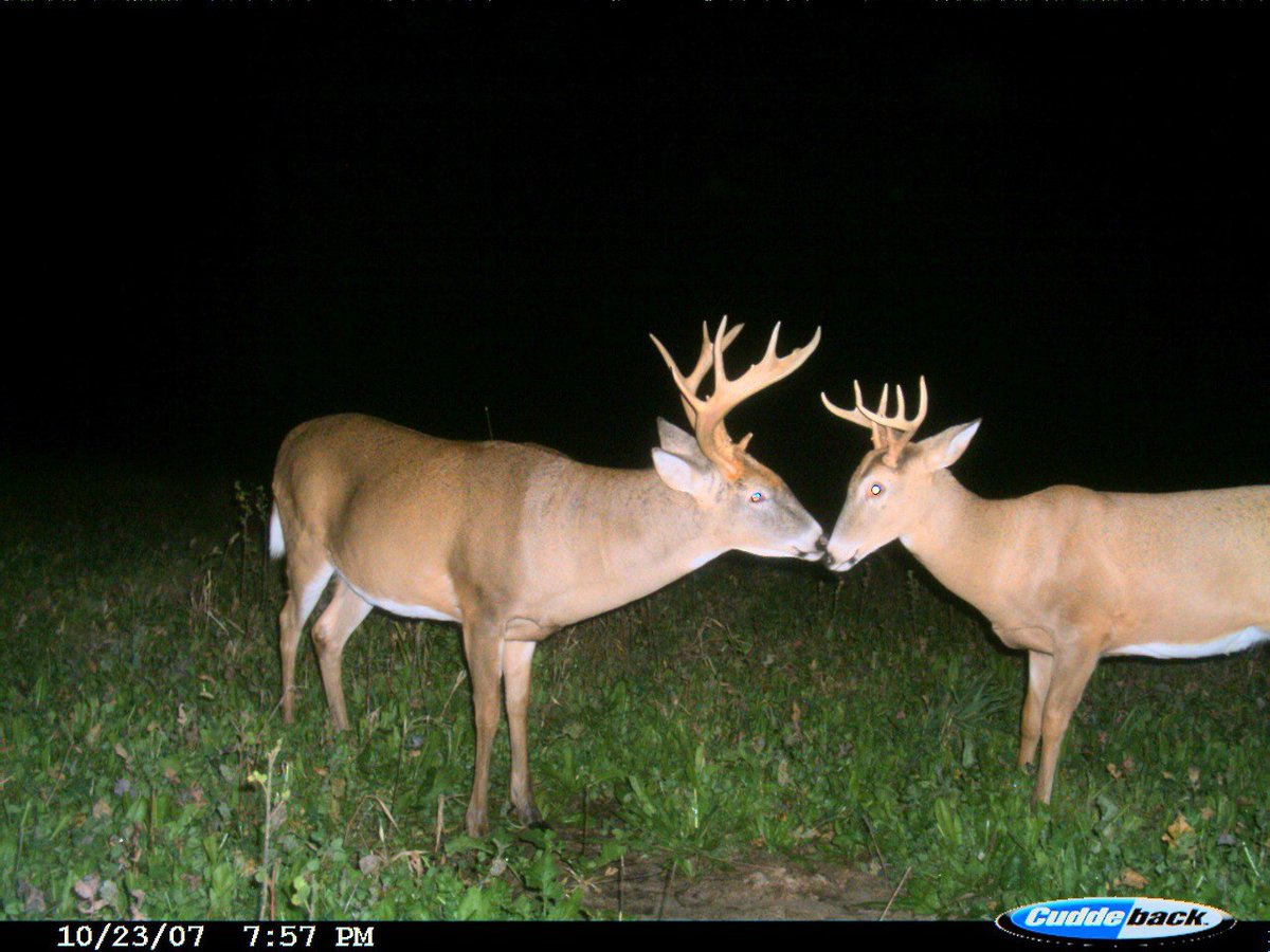 Gay deer kissy kissy