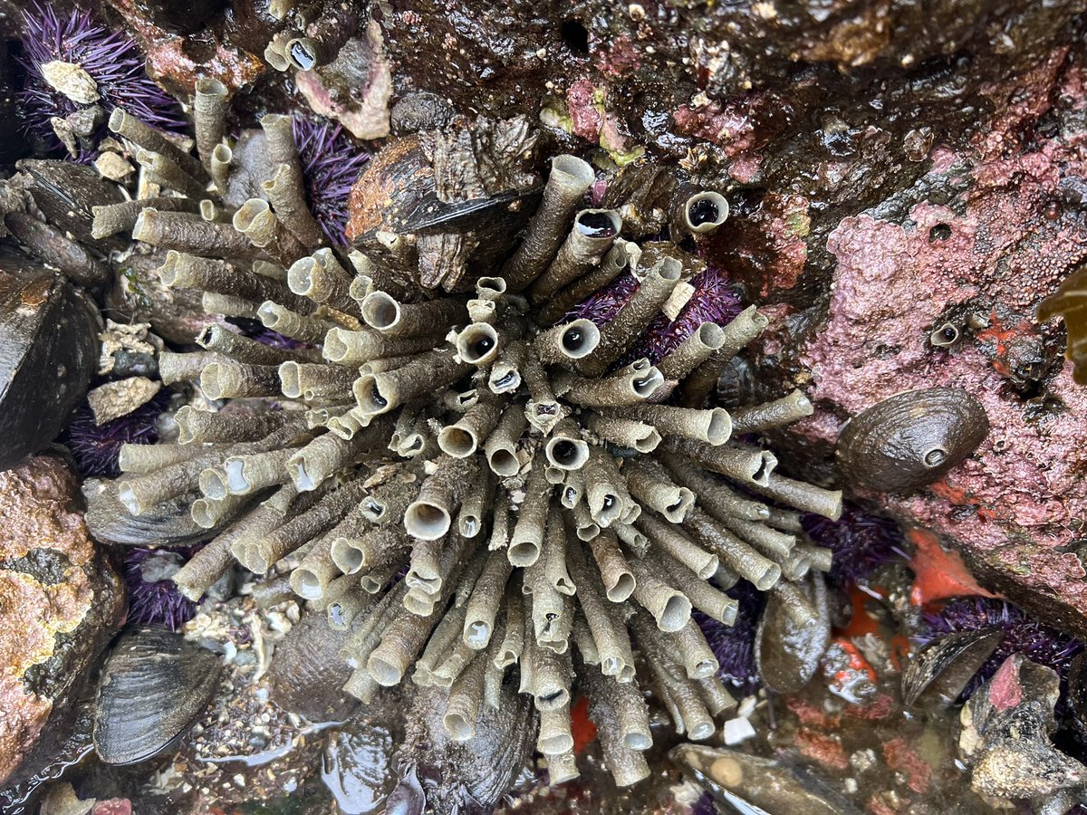 shoutout tide pools, gotta be one of my favorite microecosystems