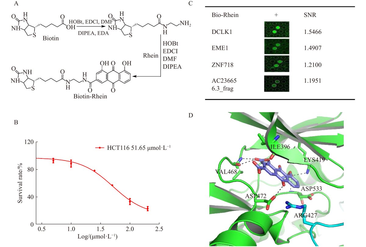 'Repurposing diacerein to suppress colorectal cancer growth by inhibiting the DCLK1/STAT3 signaling pathway', a recent publication on @CJNM171504. cjnmcpu.com/en/article/doi…
#DCLK1 #Diacerein #Rhein #STAT3 #ColorectalCancer