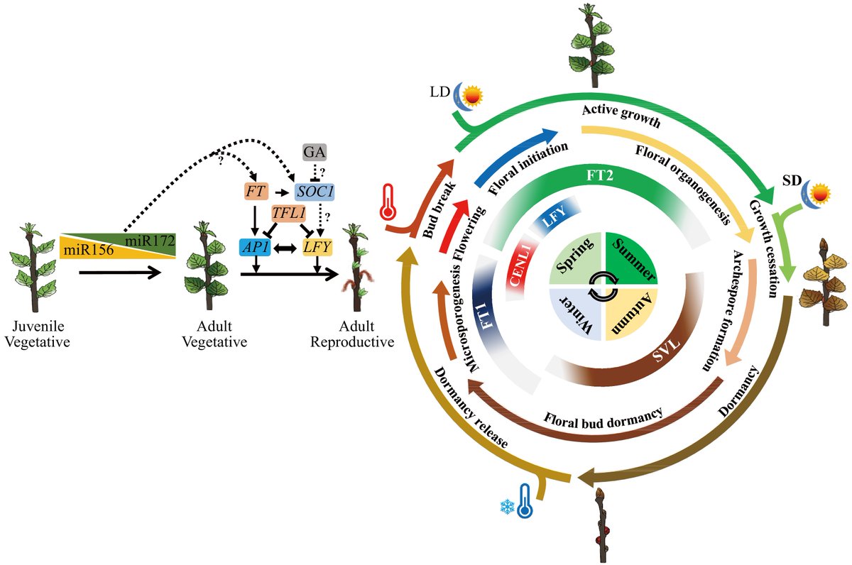 #ForestryRes #PlantScience

Unlocking perennial flowering mysteries: insights from Arabidopsis and cereals, yet complexities persist. New genome data illuminate perennial regulation. Review explores tree flowering's diverse impacts.
@ForestryRes 

Details: maxapress.com/article/doi/10…
