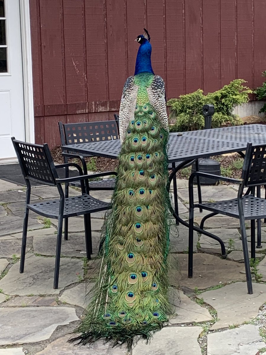 Tonnye (rhymes with Connie) Fletcher tweet media