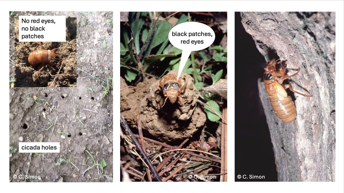 Chris Simon (@cicadascience) on Twitter photo Question: We know that periodical cicadas eyes turn red up to a year before emergence, their holes can appear up to a month before emergence. But when do the black patches on the thorax form? #magicicada #cicadas #citizenscience <a href="/cicadamania/">Cicada Mania... We Love Cicadas</a> Question: We know that periodical cicadas eyes turn red up to a year before emergence, their holes can appear up to a month before emergence. But when do the black patches on the thorax form? #magicicada #cicadas #citizenscience <a href="/cicadamania/">Cicada Mania... We Love Cicadas</a>