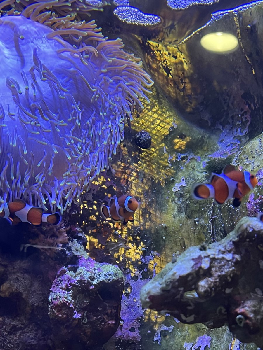 はじめて越前松島水族館行ったけど綺麗だった~ ꜀꜀(>ﻌ< ᐡ꜆ )꜄🫧