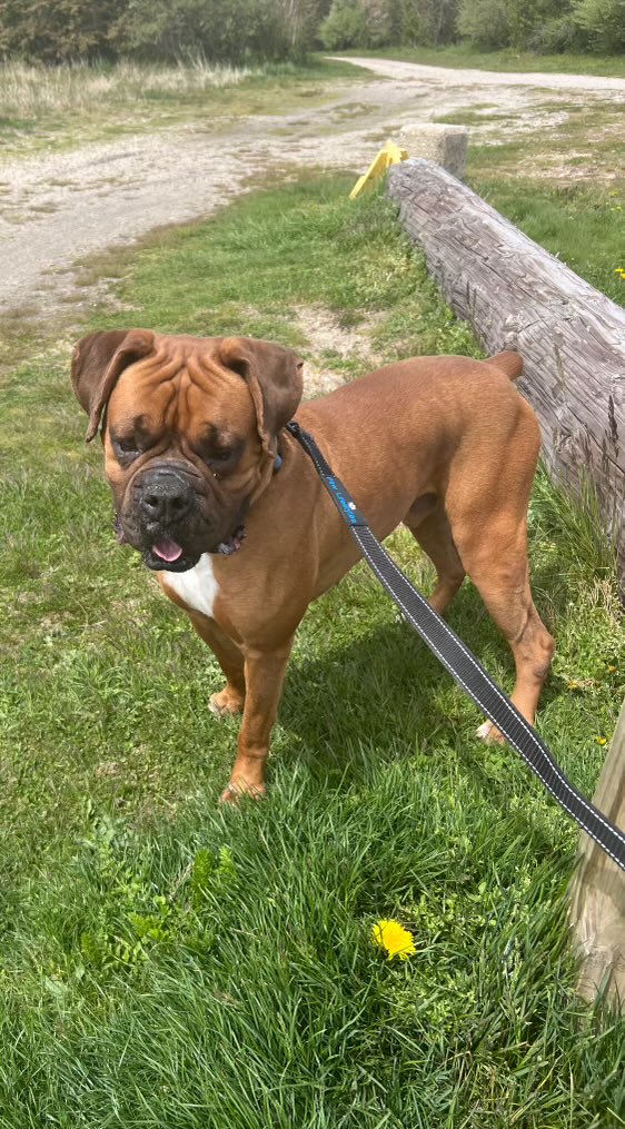 Where are the boxer lovers ? Thomas is in boarding on #LongIsland . He needs a foster home to get him out. He needs to be the king of the castle,an only pet. His life down south was rough. Please #help #boxerdogs #shelterdog #adoptables #adoptme #boxerdoglovers #adoptdontshop