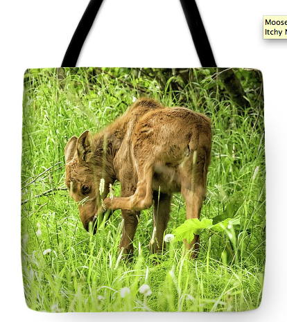 Is this moose calf scratching his nose or smelling his feet? http:/belinda-greb.pixels.com/featured/itchy-nose-or-smelly-feet-belinda-greb.html Wildlife photography at belinda-greb.pixels.com #photography