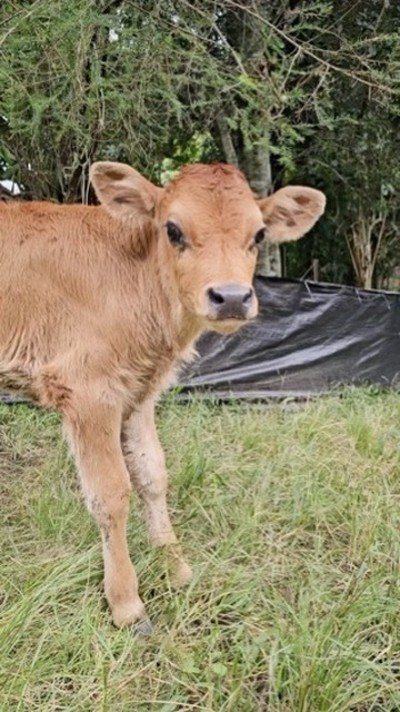 “Our recent rescue of five male calves vividly illustrates the distress caused by separation in the dairy industry. …despite full bellies and a warm, safe paddock, they continued to call out for their mothers.” 🎥 Companion Cows 👉 dairy-truth.com/blog/taleoftwo… #dairytruth #milk