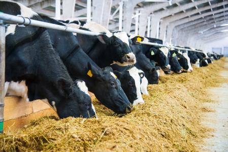 The Iowa State University Extension and Outreach dairy team will host a second “virtual chat” to discuss the latest information on how Highly Pathogenic Avian Influenza (HPAI) is affecting dairy cows. extension.iastate.edu/news/dairy-and…