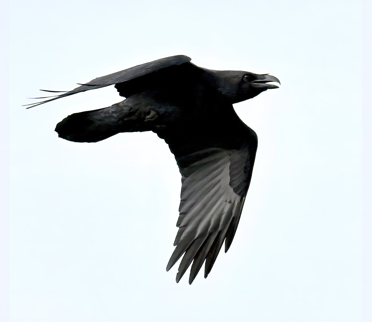 This member of the Corvid family flew overhead recently in my Somerset village. 😀 Which species is it? 🤔 Rook? 🐦 Raven? 🐦 Chough? 🐦 Carrion Crow? 🐦 Jackdaw? 🐦