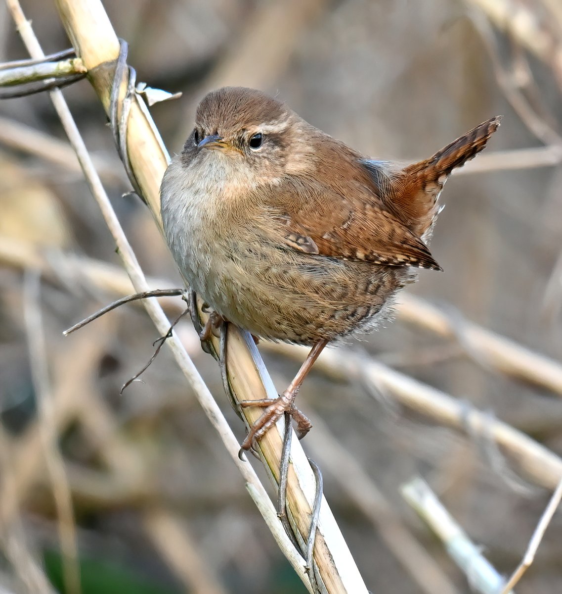 Gorgeous little Wren at RSPB Ham Wall in Somerset recently. 🐦😍😊