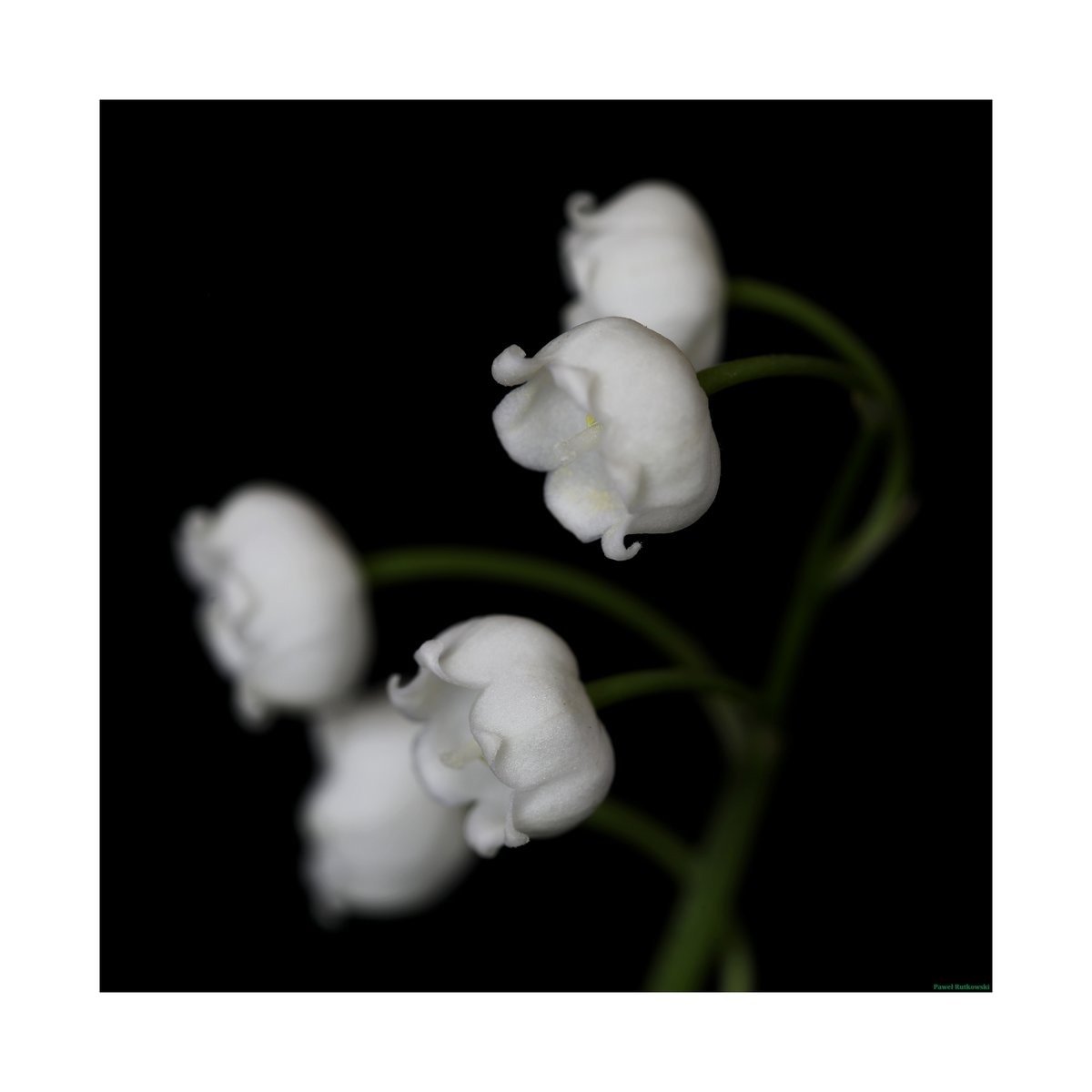 Konwalia kwietniowa / Lily of the valley

Miłej niedziel! :-)

#NatureforSunday #flowers #flowerphotography #macrophotography #macro #ThePhotoHour