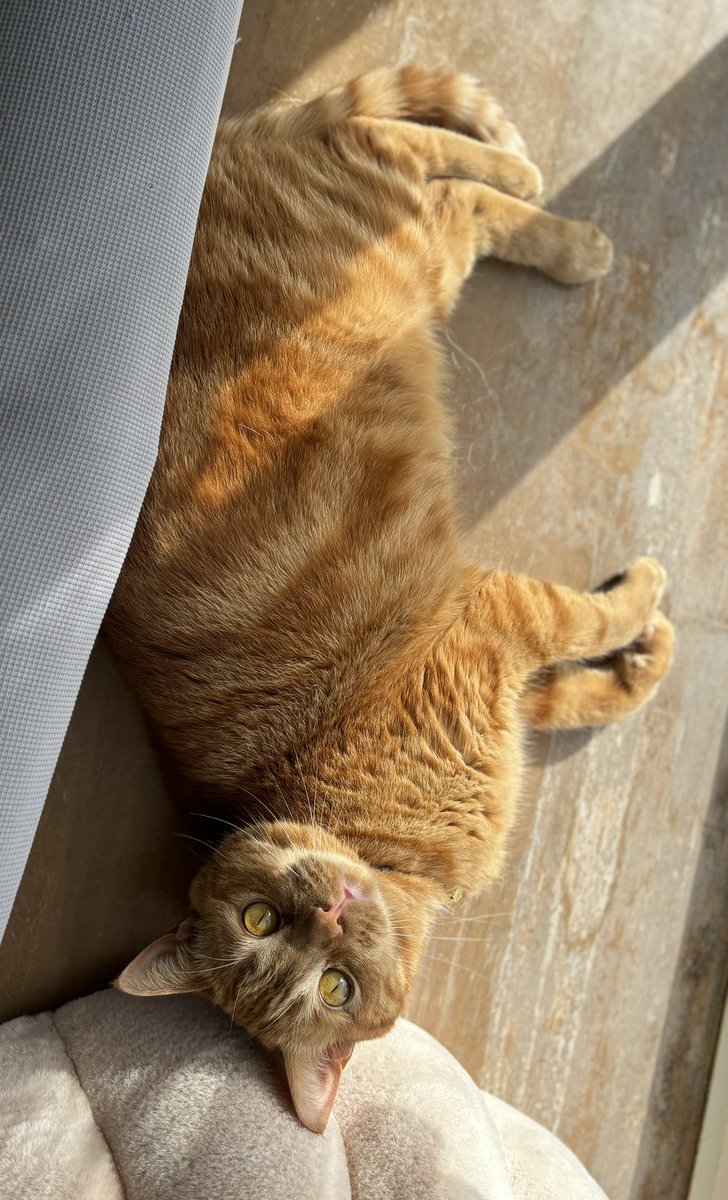 朝一番の日光浴☀️

#猫  #マンチカン  #猫がいる幸せ  #日光浴  #猫好きさんと繫がりたい