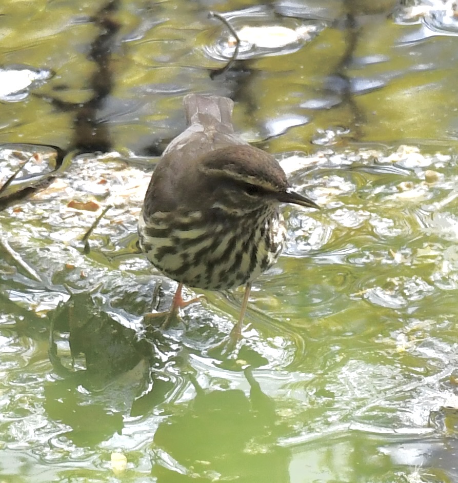 Saw a few birds and things from the Loch to Pool to the Turtle Pond to the Ramble. Pine Warbler, Eastern Red Bat, Ruby-Crowned Kinglet + Northern Waterthrush (I think). 4.27  #birdcpp