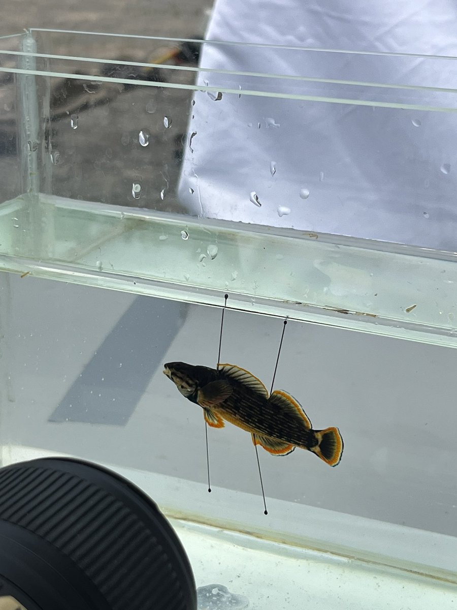 classicallyamy's tweet image. went to fish city and they all knew who I was