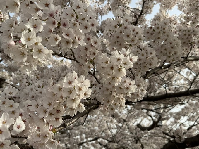 「ぼかし 桜」のTwitter画像/イラスト(新着)