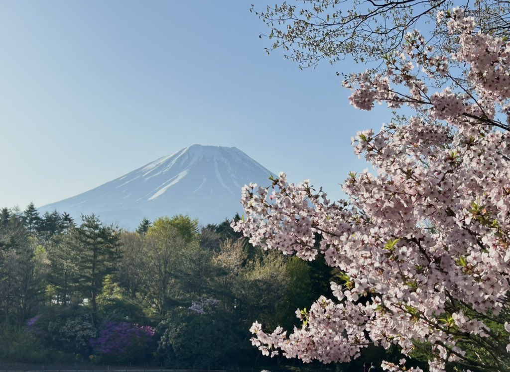 富士芝桜まつり富士山と芝生綺麗でした😍

#富士芝桜まつり
#富士山と芝生