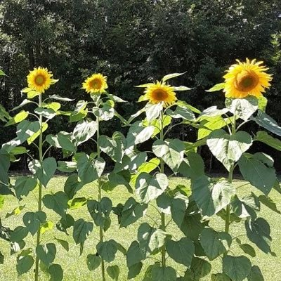 Any other fans of #sunflowers? @SOSBranding @ViaTournesol @514MBX @Lino_Matteo_BE @Pascali_ @LinosVersion @ConnieBabe4 @CokoGay @Getyourfoxyback @Rubicon1313 @bab_102 @RobertKort1 @MetaResistance @Cbp8Cindy @PrezLives2022 @BeeAsMarine @1drcole @LePapillonBlu2 @y_laresv