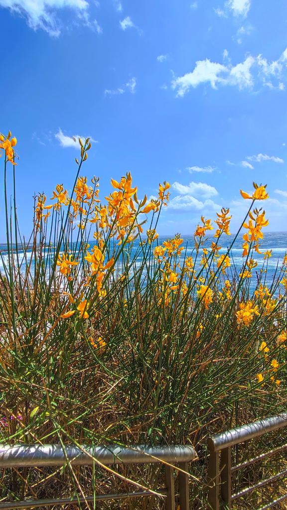 #Portoscuso #sudSardegna #laCaletta ...tutta adornata da fiori stupendi. Buona domenica a tutti.