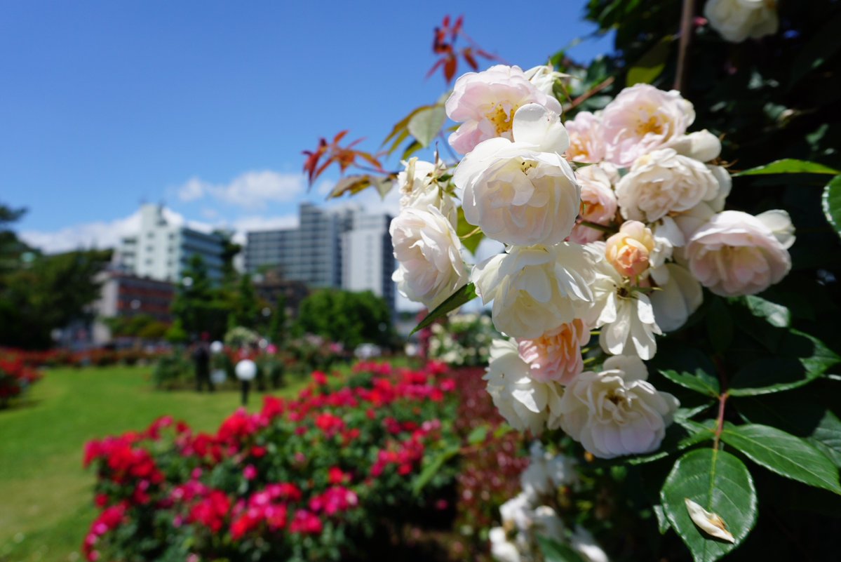 横須賀市ヴェルニー公園で、約130種類1,300株の春バラがまもなく開花。5月中旬に見頃のピークを迎える見込みとのことです👀🌹 enjoytokyo.jp/event/2005935/
