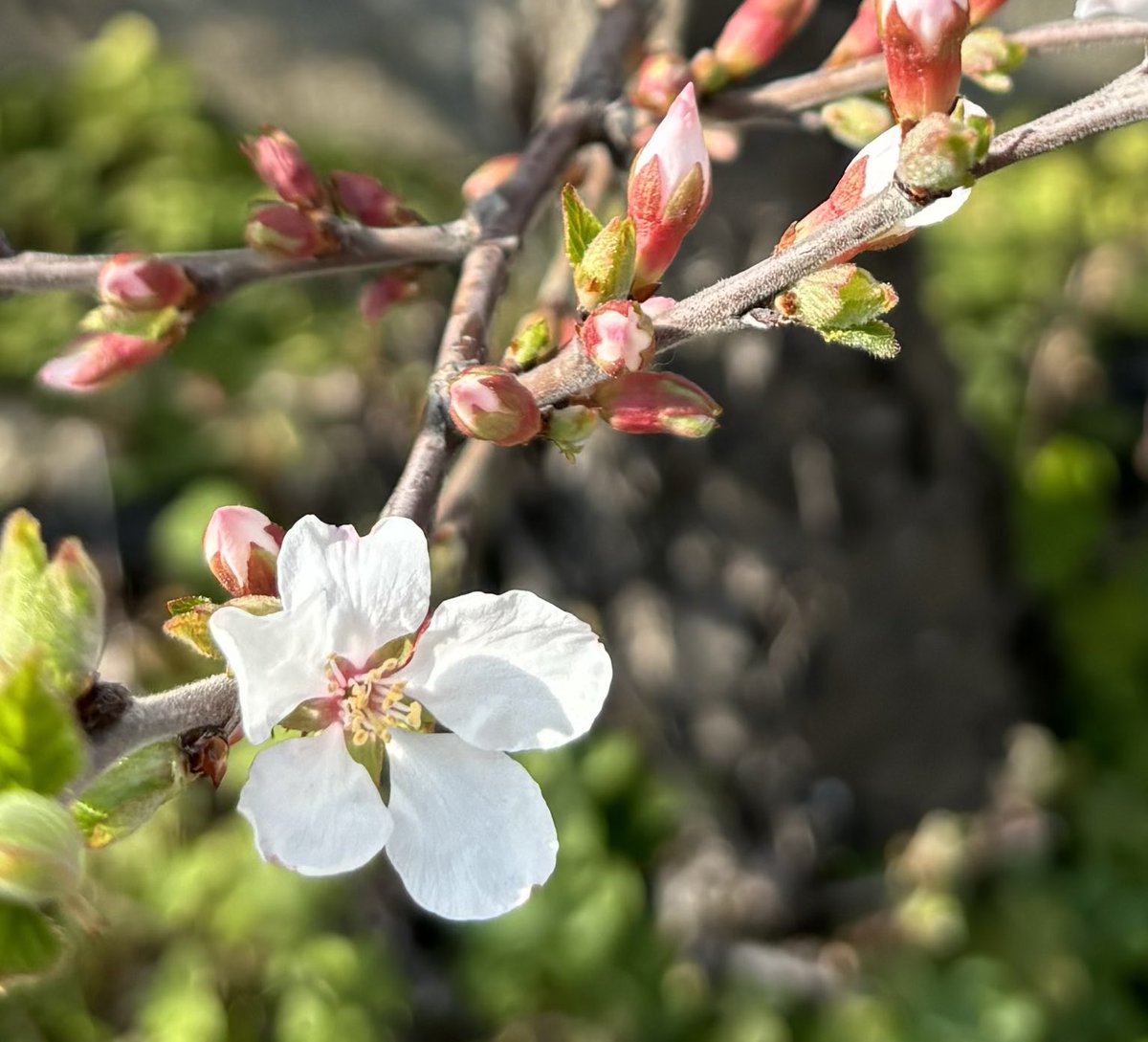 #私の_世界に一つだけの花 #スマ写真
#SMAP #地図  #のんびりなかい