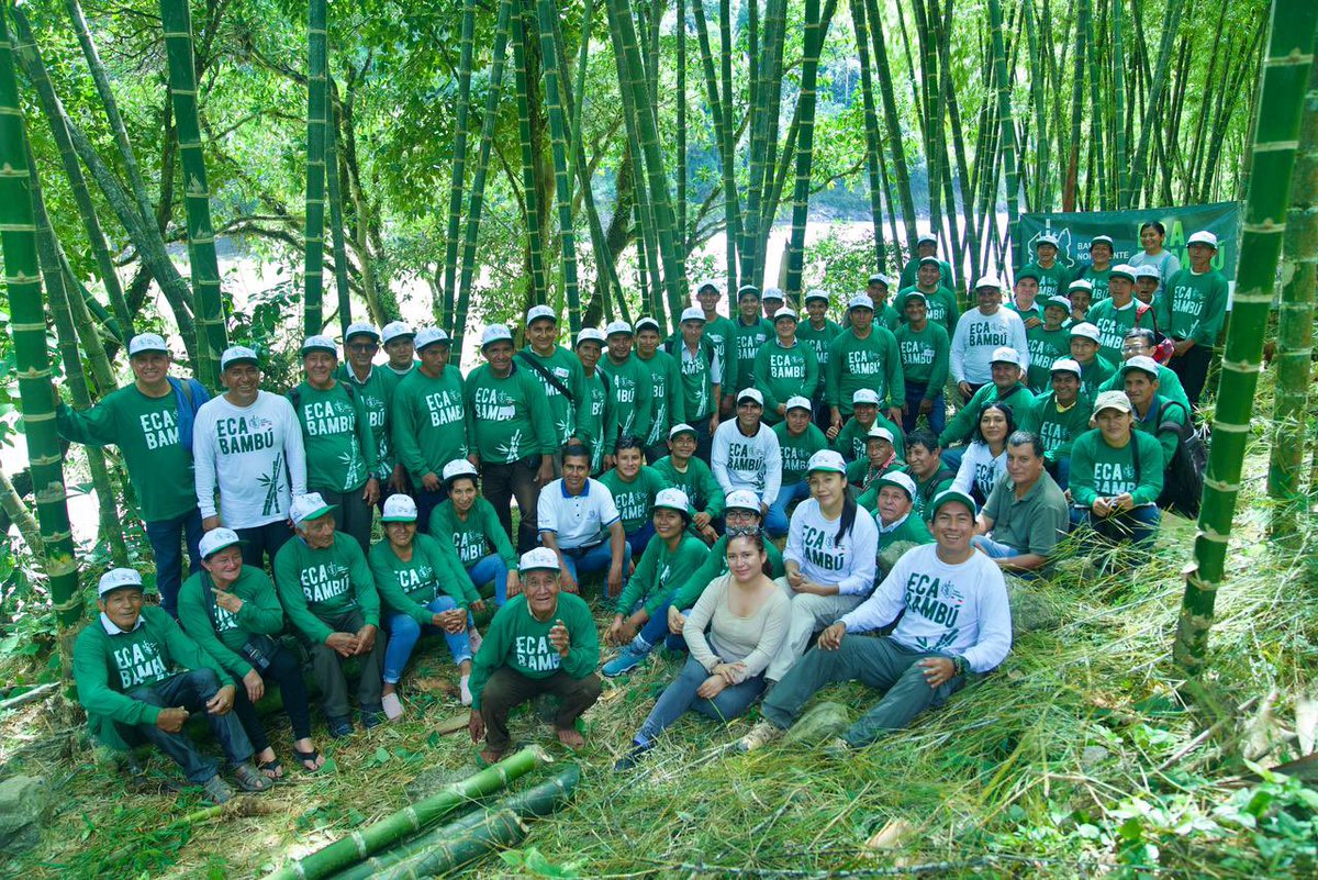 En el Dpto. de Amazonas, se culminaron las 4 sesiones de ECAs en manejo sostenible del bambú, con la participación de 70 productores de los distritos Imaza, Aramango y Copallin en la Provincia de Bagua. Esta última sesión técnica fue sobre preservado de bambú.@BinacionalPlan