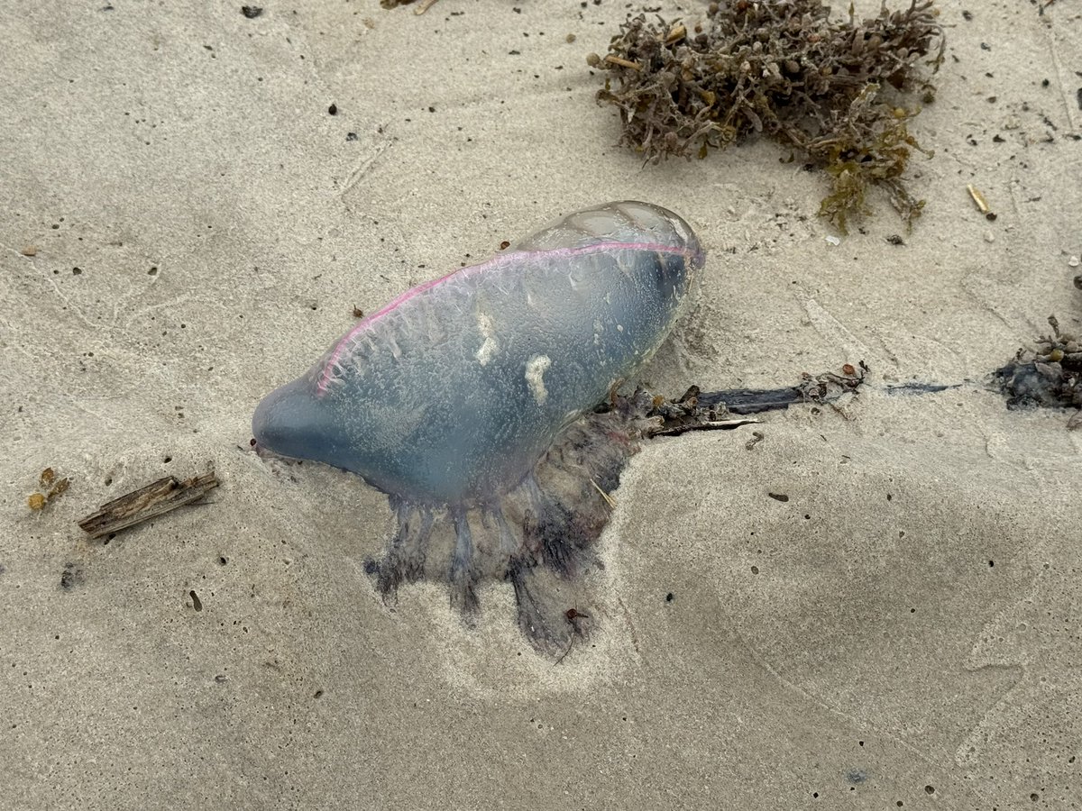 Saw this weird little guy on the beach today. Portuguese Man O’ War.