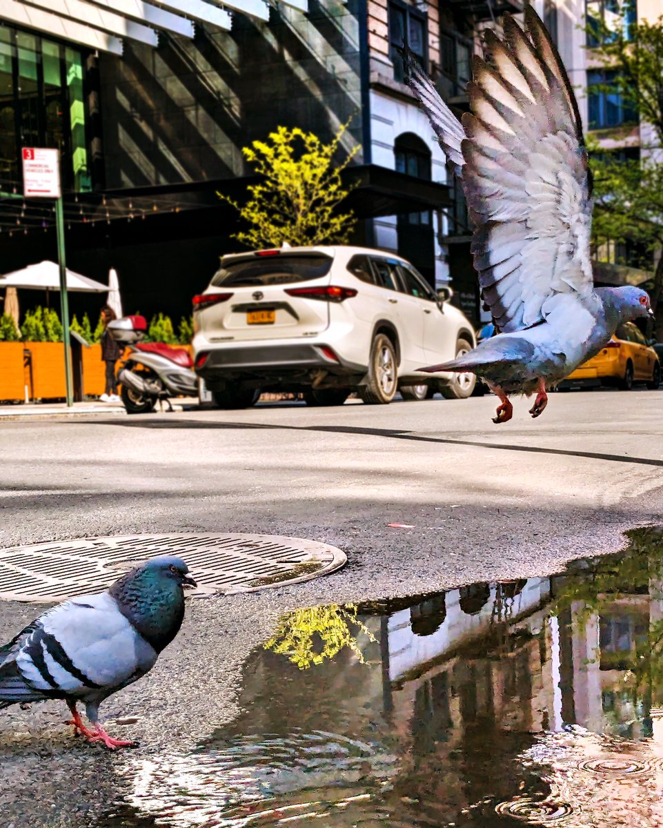 NYC Puddle Pigeons, yesterday in #NYC. Listen to the new @ologies podcast, where @alieward and @rosemarymosco talk about pigeons! Rosemary wrote and illustrated A Pocket Guide to Pigeon Watching — the book I probably recommend the most! #Pigeons #Birds open.spotify.com/episode/2TEDFb…