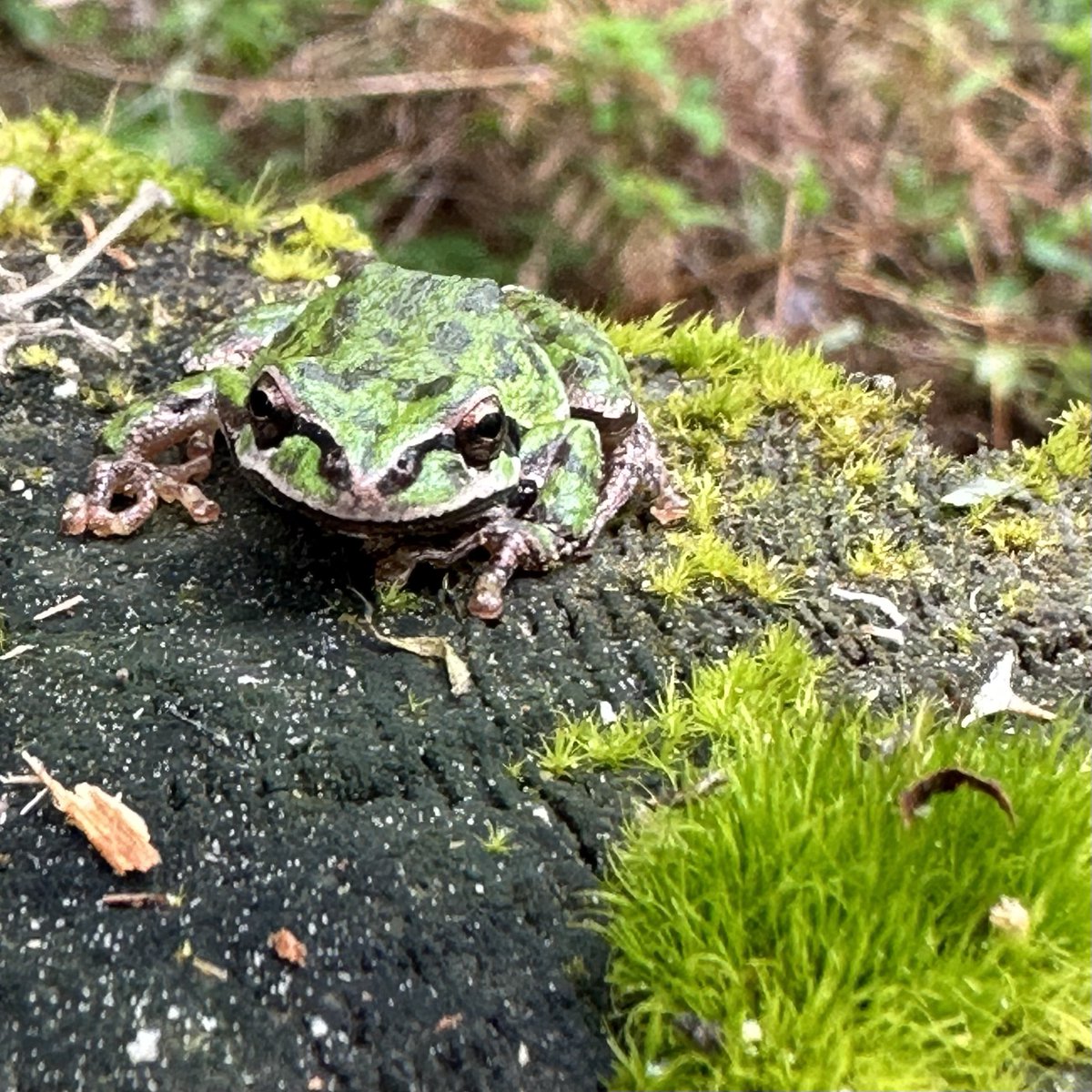 I had a little helper today with my yard work.