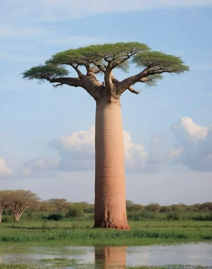 Baobab trees are among the most unique trees that grow in Africa.  According to an estimate, these trees are among the oldest trees on earth.  In the savanna (Africa) the climate is very dry. Where other trees grow with difficulty. The baobab tree thrives there.

During the rainy…
