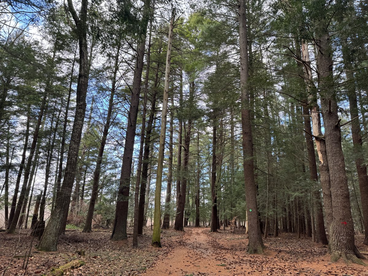 Tall evergreens #hiking #NewEngland