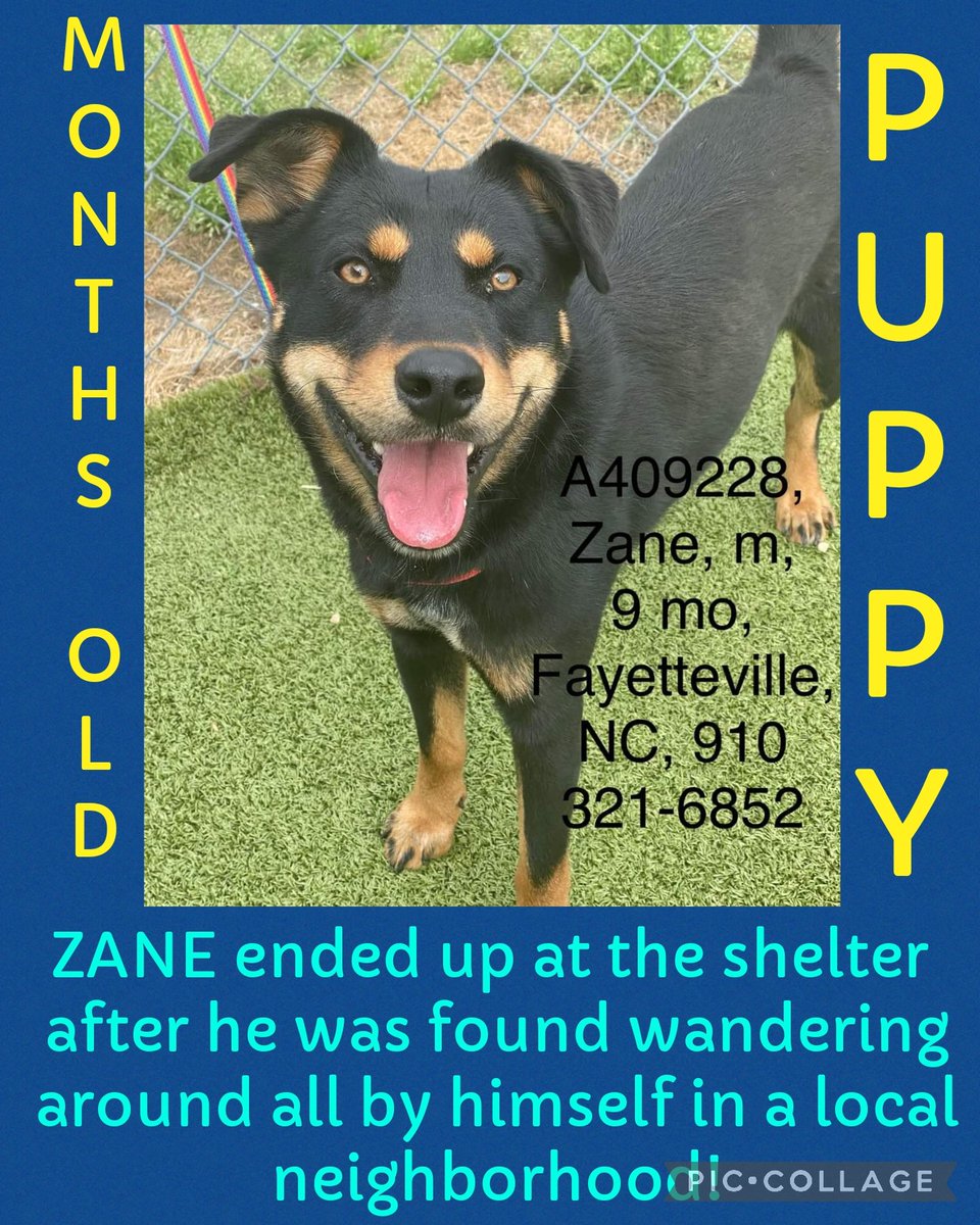 ‼️EUTHANSIA ORDER GIVEN ‼️ ZANE ended up at the shelter after he was found wandering around in a local neighborhood! #A409228 9mth Rottweiler mix 34lb Hw pending Neutered Cumberland Cnty Animal NC 910-321-6852 #rescue #adopt #dogs #deathrowdogs #deathrow #codered #pledge