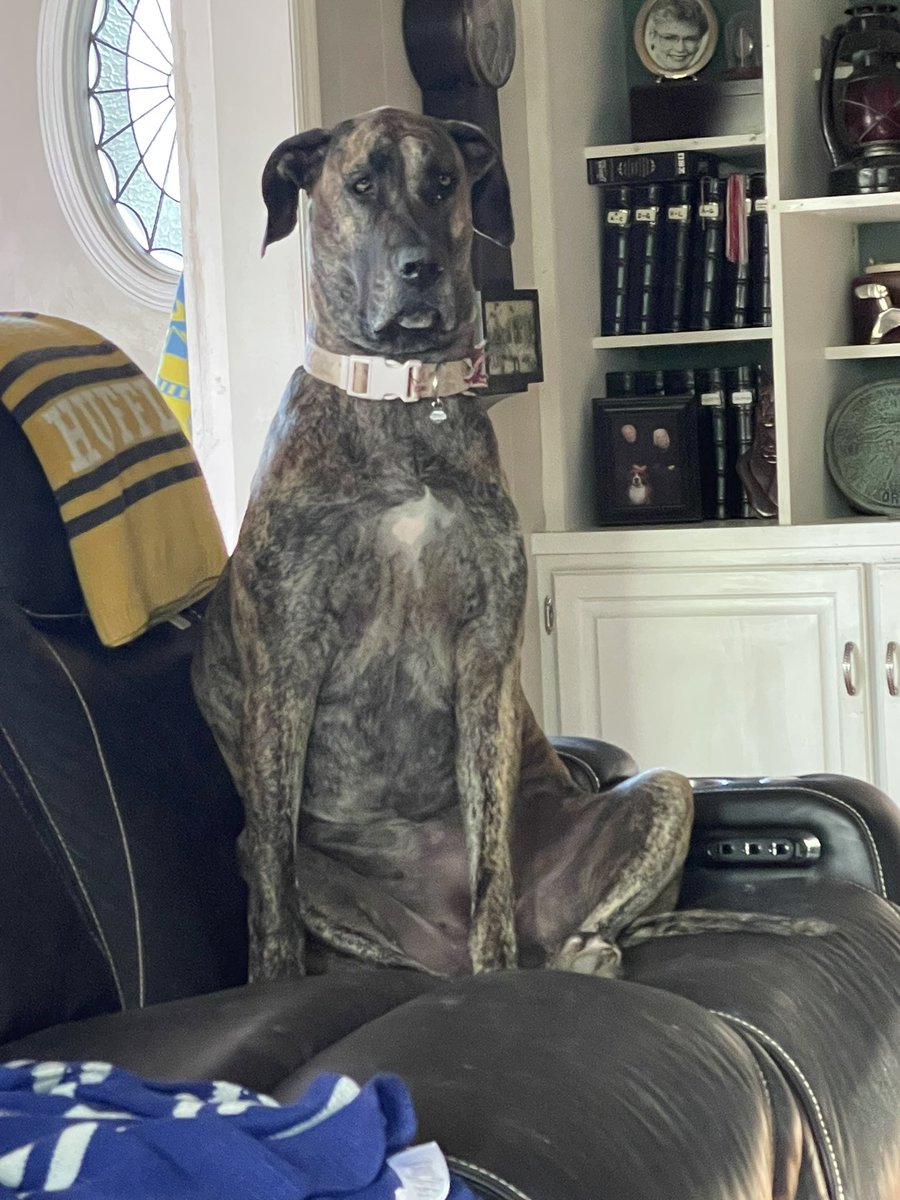 Is it weird that my dog sits on the couch like a human?
#GreatDane