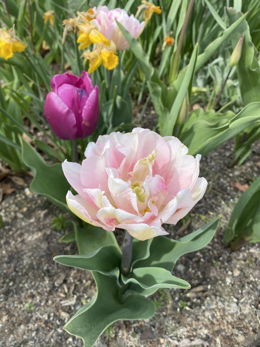 I could swear I haven’t always seen tulips this astonishing