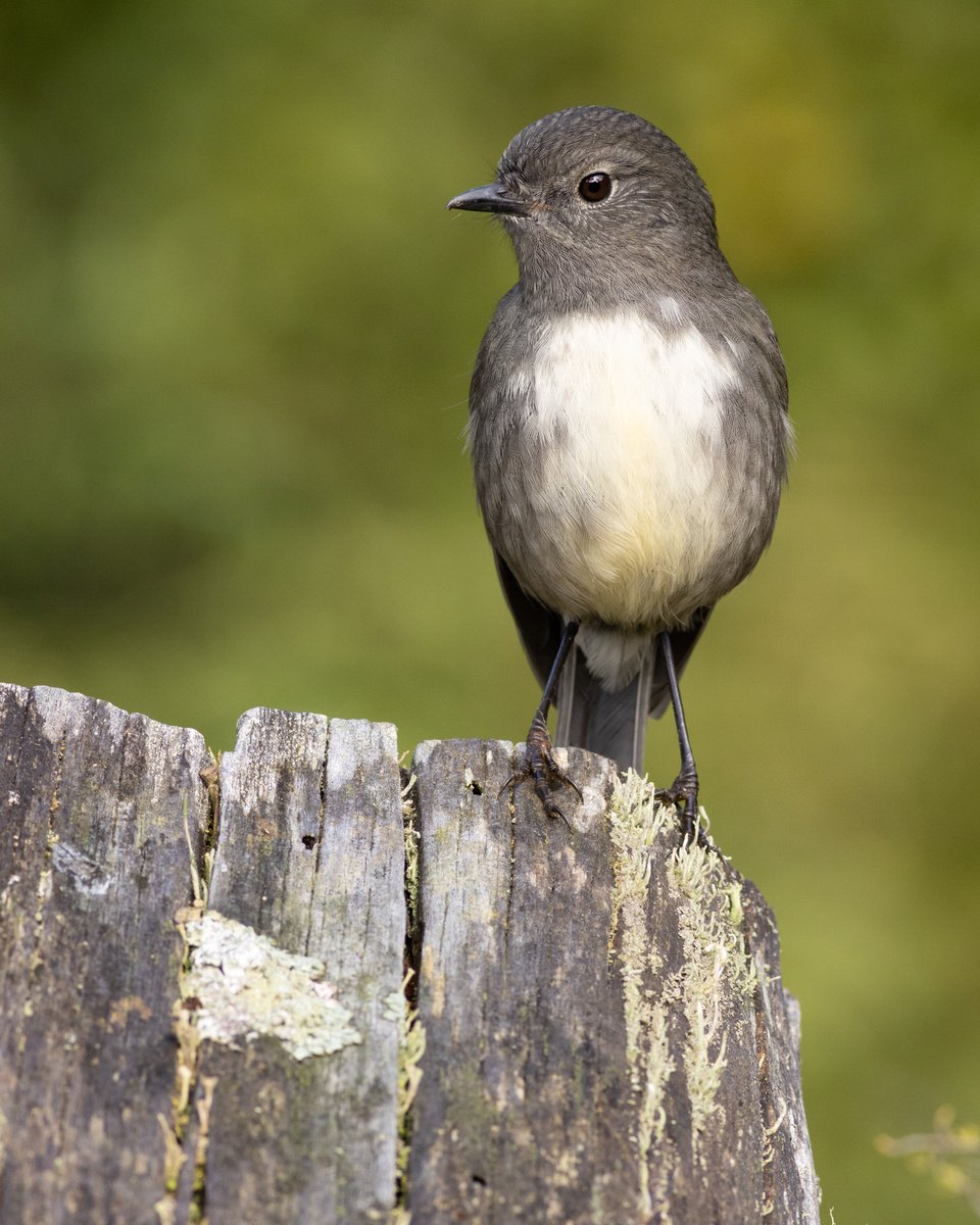 Robin on a stump.    
#birdphotography #TwitterNatureCommunity #birds #nzbirds #wildlifephotography #NaturePhotography #BBCWildlifePOTD #ThePhotoHour #PhotoOfTheDay #BirdsSeenIn2024 #SouthIslandRobin #NewZealandRobin #robin #OrokonuiEcosanctuary