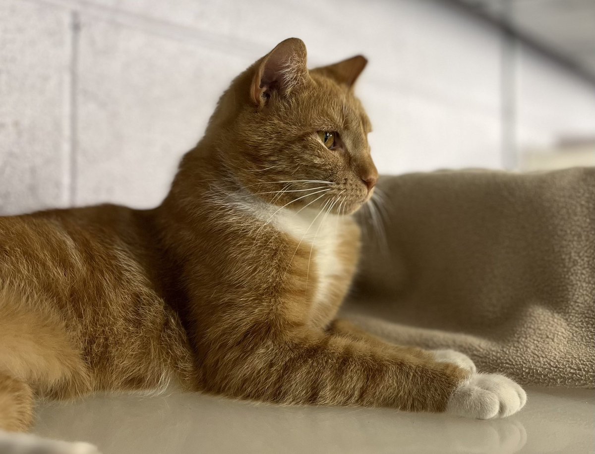 Marmalade is as sweet as his name. This classic orange tabby thrives with attention. He likes to take his time meeting new people but he's well worth the wait. Marmalade is easy going with other cats and can often be found lounging with his furry friends. #adoptablecat