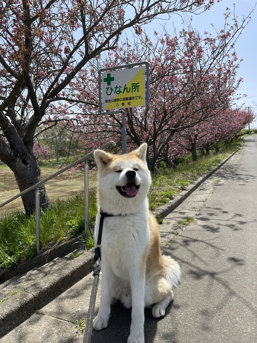 秋田犬 五元(イモト) on X