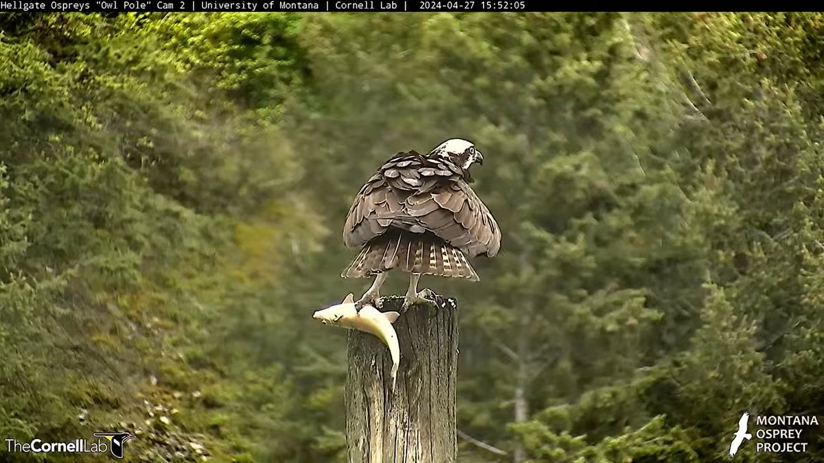 15:52, 4/27 Iris snags a Mountain Whitefish for dinner, or snack, or whatever she wants it to be. 
#BeAnIris
#HellgateOsprey